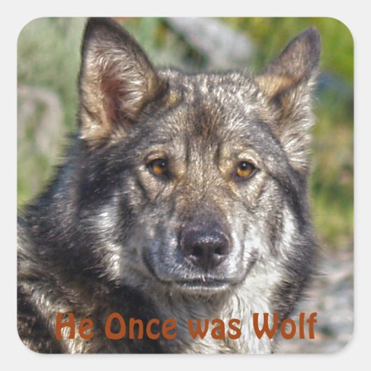 Noble German Shepherd Wolf-ähnliche Pose Quadratischer Aufkleber (Vorderseite)