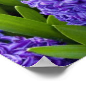 Noble Happy Norooz Hyacinths - Poster (Ecke)