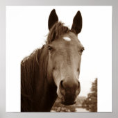 Noble Horse Poster (Vorne)