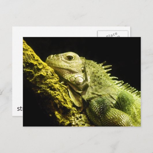 Noble Iguana Postcard Postkarte (Vorne/Hinten)