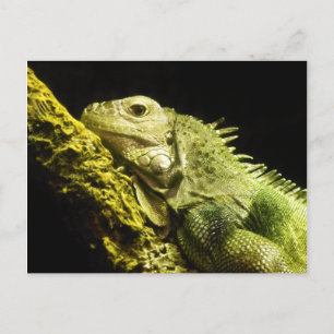 Noble Iguana Postcard Postkarte