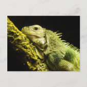 Noble Iguana Postcard Postkarte (Vorderseite)