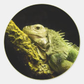 Noble Iguana Stickers (Vorderseite)