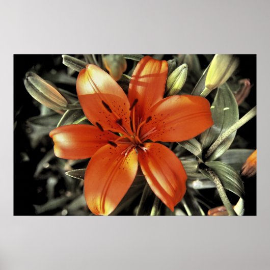 Noch eine Orange Poster (Vorne)