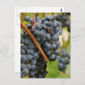 Noch nicht Wein Postkarte (Vorne/Hinten)