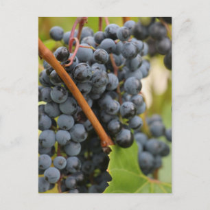 Noch nicht Wein Postkarte