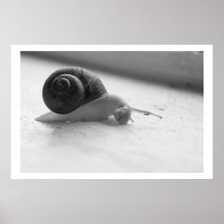 Nocturmia Fotografie Schwarz-Weiß-Schneckenposter Poster