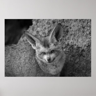 Nocturnal Whispers-The Bat-Eared Fox LG Poster