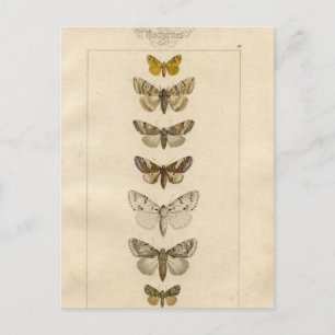 Nocturnes Postcard Postkarte