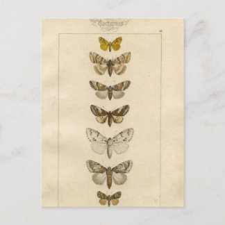 Nocturnes Postcard Postkarte