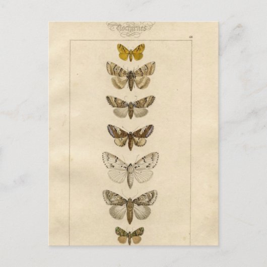 Nocturnes Postcard Postkarte (Vorderseite)