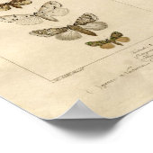 Nocturnes-Specimen-Poster Poster (Ecke)