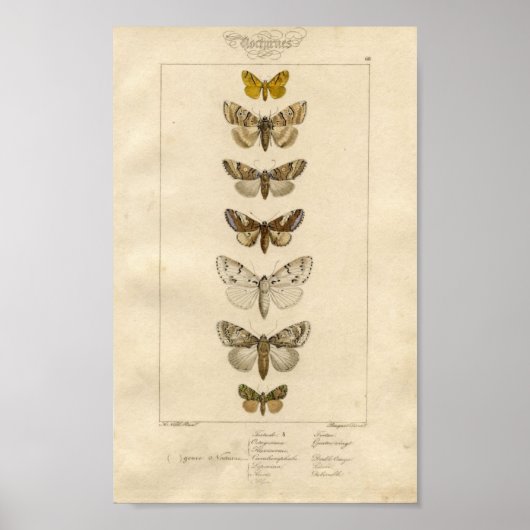 Nocturnes-Specimen-Poster Poster (Vorne)