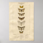 Nocturnes Spekimen Poster (Vorne)