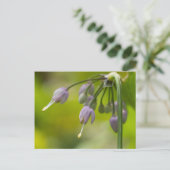 Nodding Wild Zwiebel Lila Wildblume Postcard Postkarte (Stehend Vorderseite)
