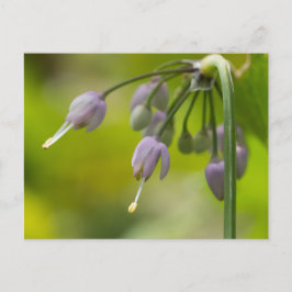 Nodding Wild Zwiebel Lila Wildblume Postcard Postkarte