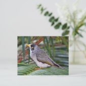 Noisy Miner Bird, Adelaide, Australien Postkarte (Stehend Vorderseite)