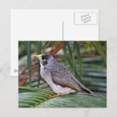 Noisy Miner Bird, Adelaide, Australien Postkarte (Vorne/Hinten)