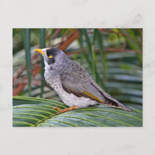 Noisy Miner Bird, Adelaide, Australien Postkarte