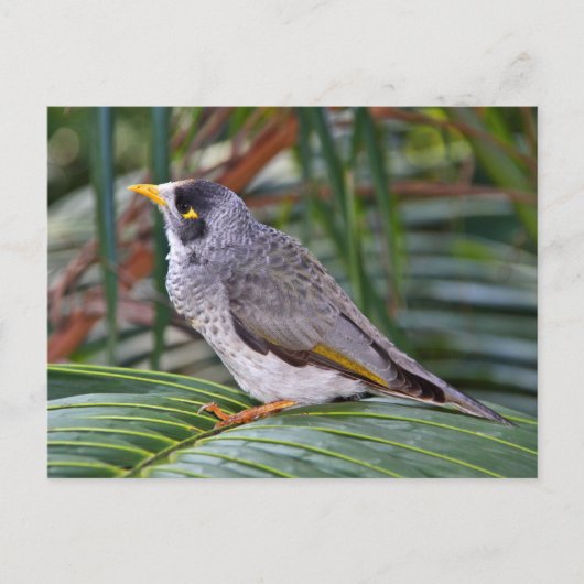 Noisy Miner Bird, Adelaide, Australien Postkarte (Vorderseite)