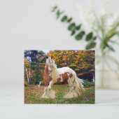 "Nokomis" Postkarte (Stehend Vorderseite)