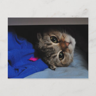 Noodles die Katze in Schublade Postkarte