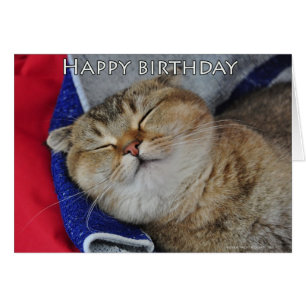 Noodles, die schottische Falten Katze schläft