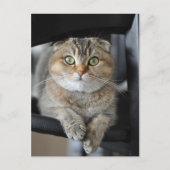 Noodles Postkarte (Vorderseite)