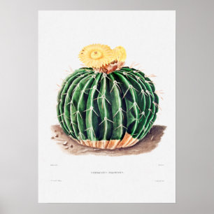 Nopal Zeichn einer Cactus Blume Cactus Pflanze Ima Poster