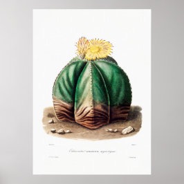 Nopal Zeichn einer Cactus Blume Cactus Pflanze Ima Poster
