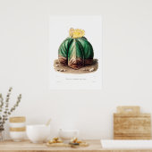Nopal Zeichn einer Cactus Blume Cactus Pflanze Ima Poster (Küche)