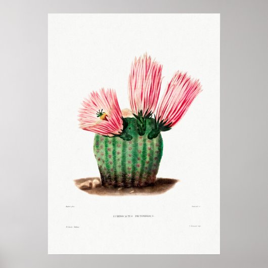 Nopal Zeichn einer Cactus Blume Cactus Pflanze Ima Poster (Vorne)