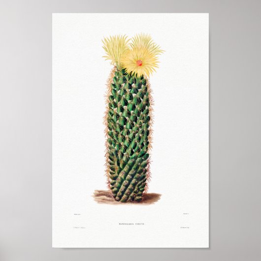 Nopal Zeichn einer Cactus Blume Cactus Pflanze Ima Poster (Vorne)