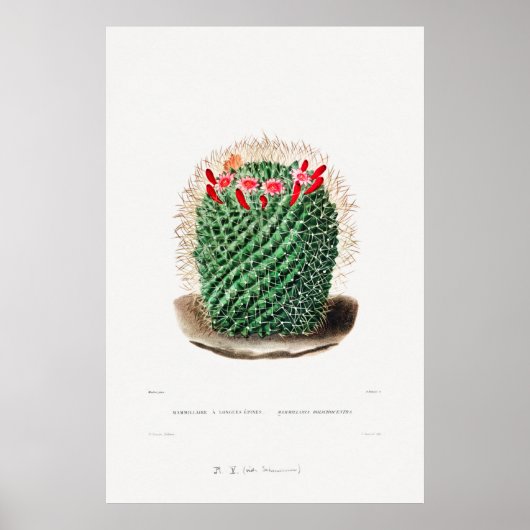 Nopal Zeichn einer Cactus Blume Cactus Pflanze Ima Poster (Vorne)
