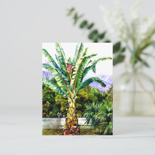 Nord - Abessinienholz in einem Garten auf Teneriff Postkarte (Stehend Vorderseite)