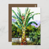 Nord - Abessinienholz in einem Garten auf Teneriff Postkarte (Vorne/Hinten)