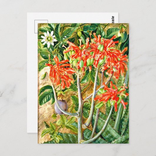 Nord - Aloe and Passion Blume, Südafrika, Postkarte (Vorne/Hinten)