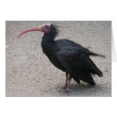Nord-Bald-Ibis (Vorderseite (Horizontal))