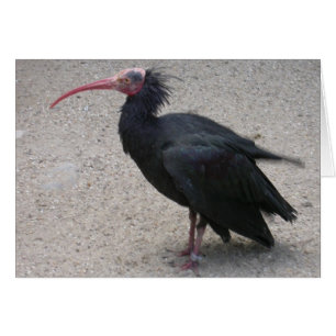 Nord-Bald-Ibis