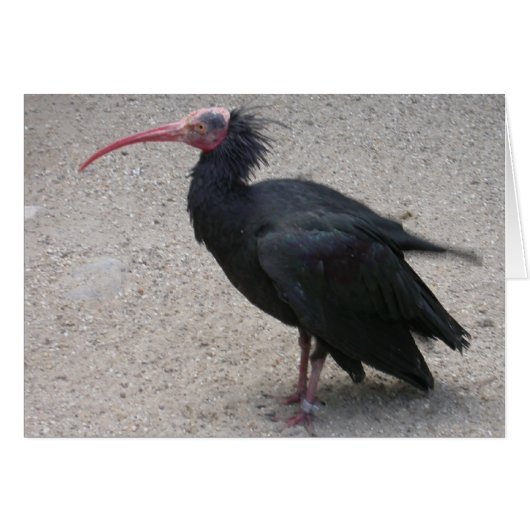 Nord-Bald-Ibis (Vorderseite (Horizontal))