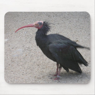 Nord-Bald-Ibis Mousepad