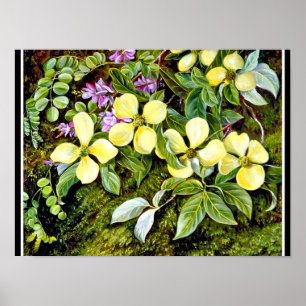 Nord - Blüten eines Hartriegels und eines Indigos, Poster