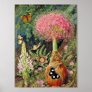 Nord - Buphane Toricara und andere Blume Poster