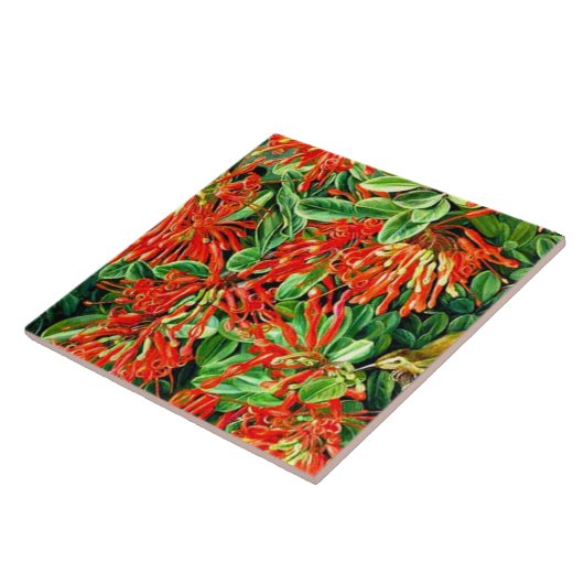 Nord - Bush und Emu Wren des Chilen verbrennen Fliese (Seite)