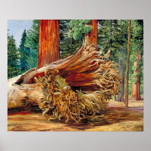 Nord - ein gefallener Riese Calaveras Grove Califo Poster (Vorne)