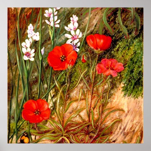 Nord - ein südafrikanischer Sundew Poster (Vorne)