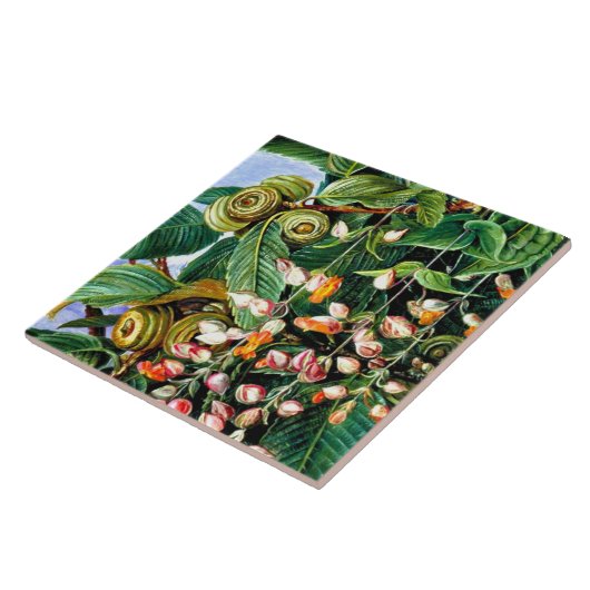 Nord - eine Darjeeling-Eiche, schöne Kunst, Fliese (Seite)