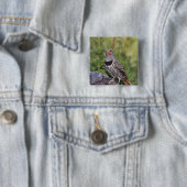 Nord-Flicker, Colaptes auratus, rot-haftet Button (Beispiel)