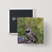 Nord-Flicker, Colaptes auratus, rot-haftet Button (Vorne & Hinten)