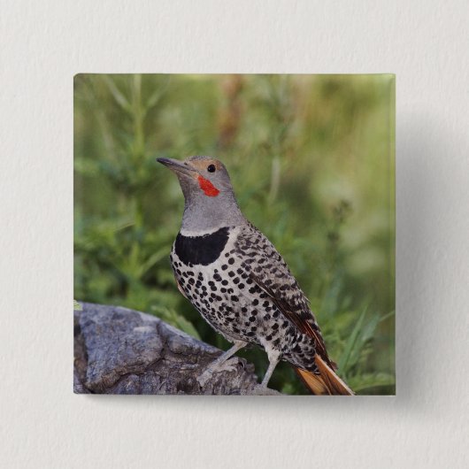 Nord-Flicker, Colaptes auratus, rot-haftet Button (Vorderseite)
